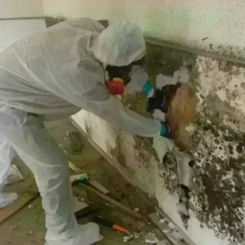 Mold Remediation and Removal in Wood River, IL